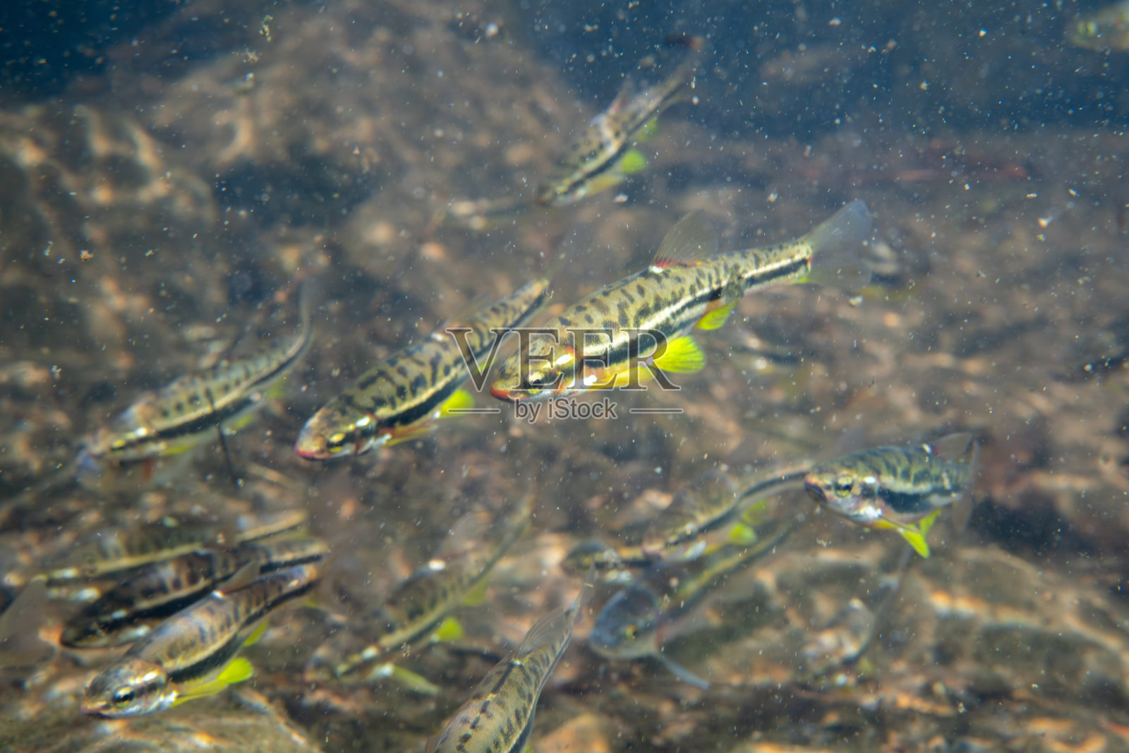 山红腹鳟鱼在河中成群游动照片摄影图片