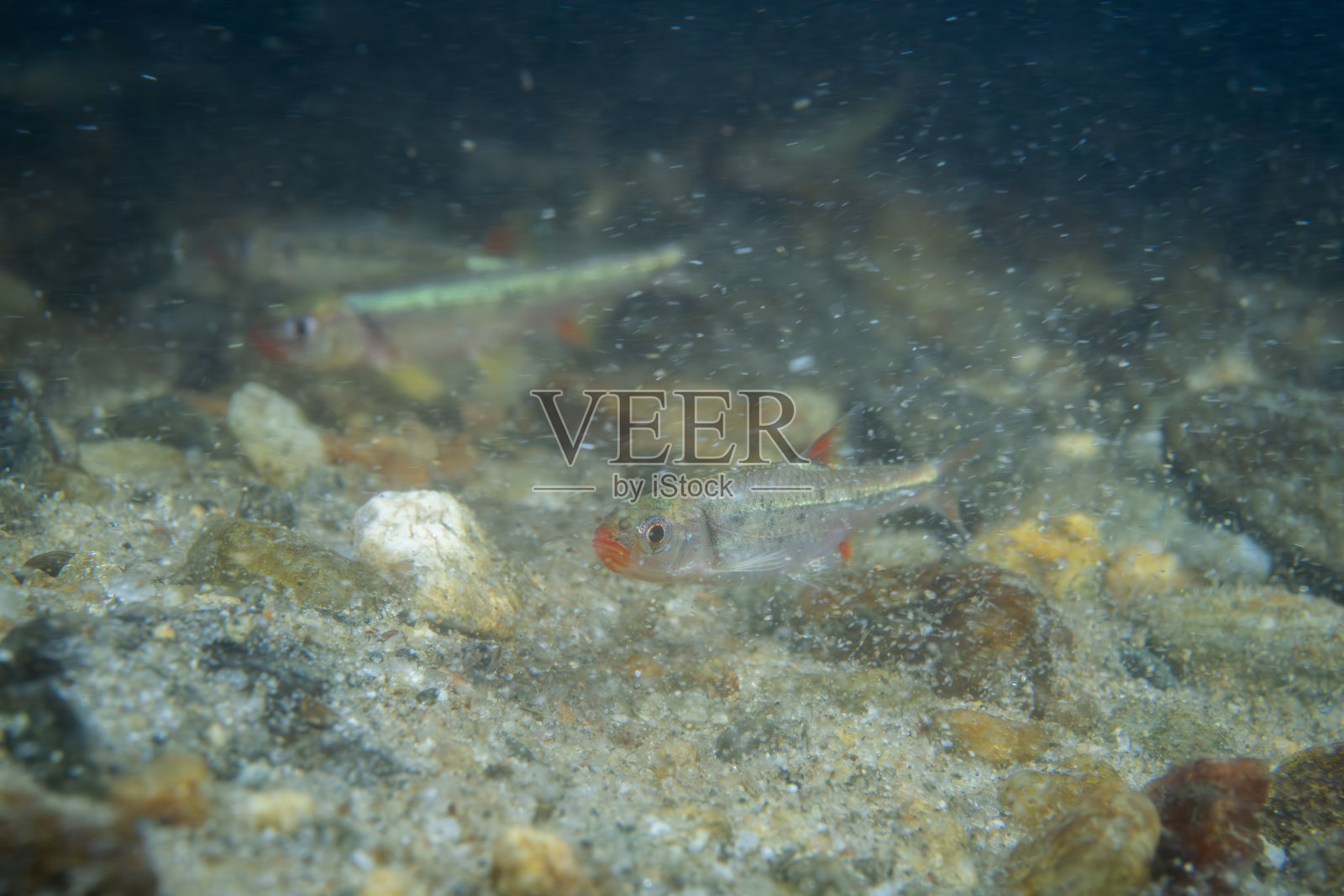 沙河床上的红唇闪光鱼照片摄影图片