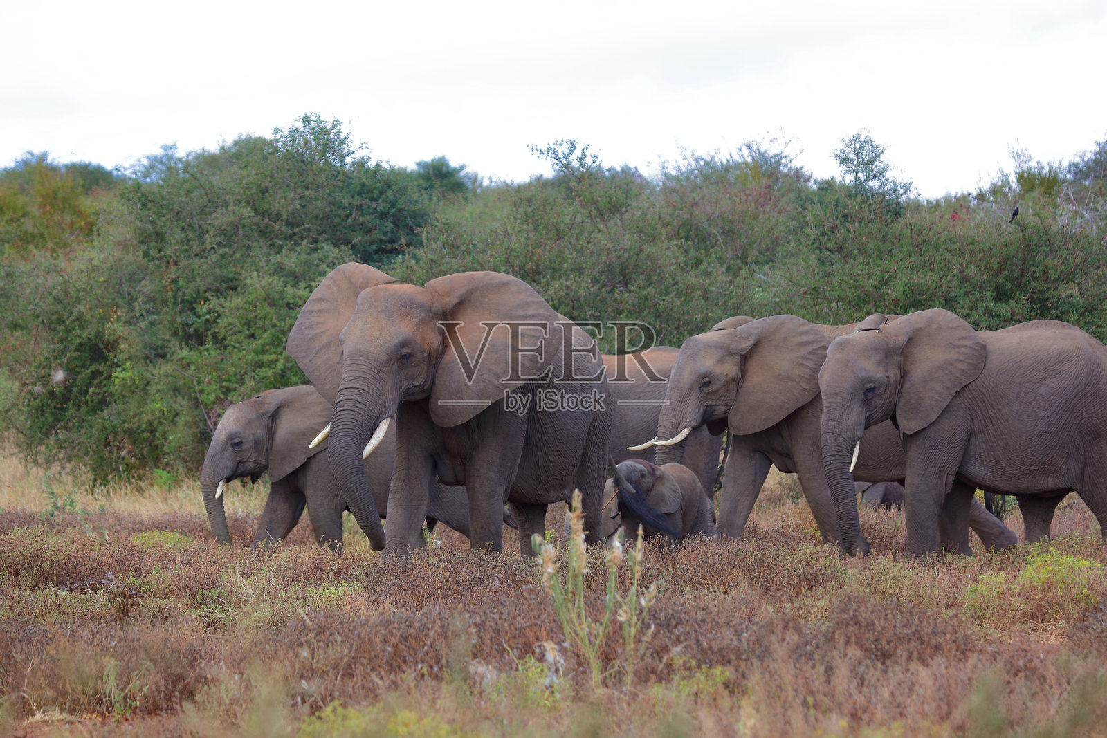 非洲象 / 非洲象 / 非洲象照片摄影图片