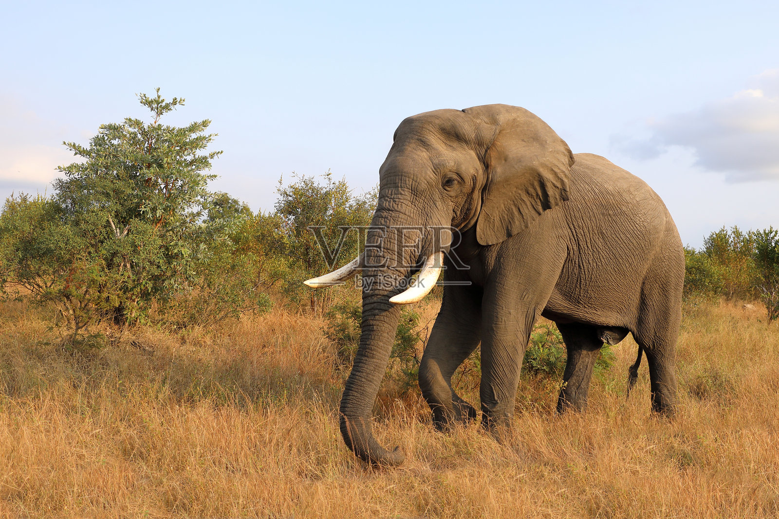非洲象 / African elephant / Loxodonta africana照片摄影图片