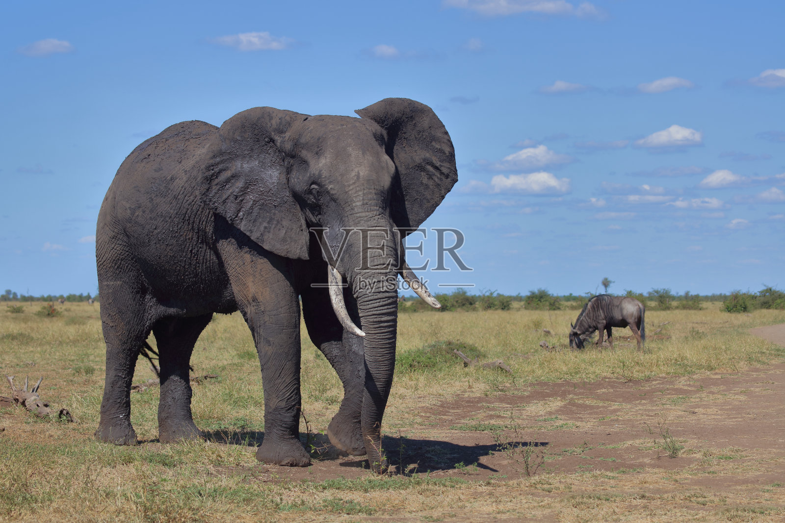 非洲象 / African elephant / Loxodonta africana照片摄影图片