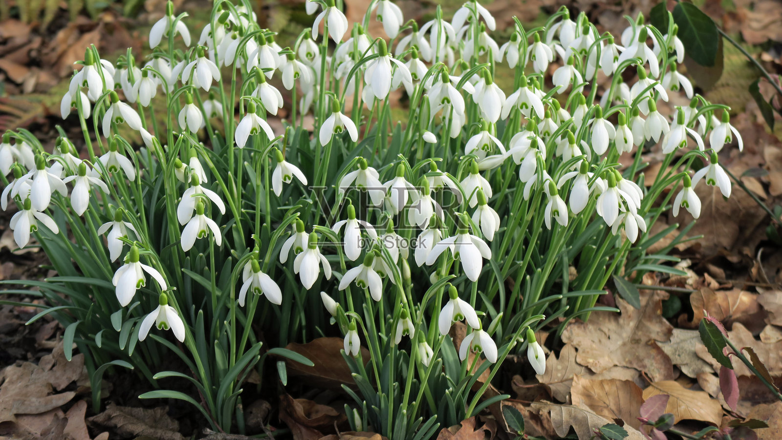 雪花莲照片摄影图片