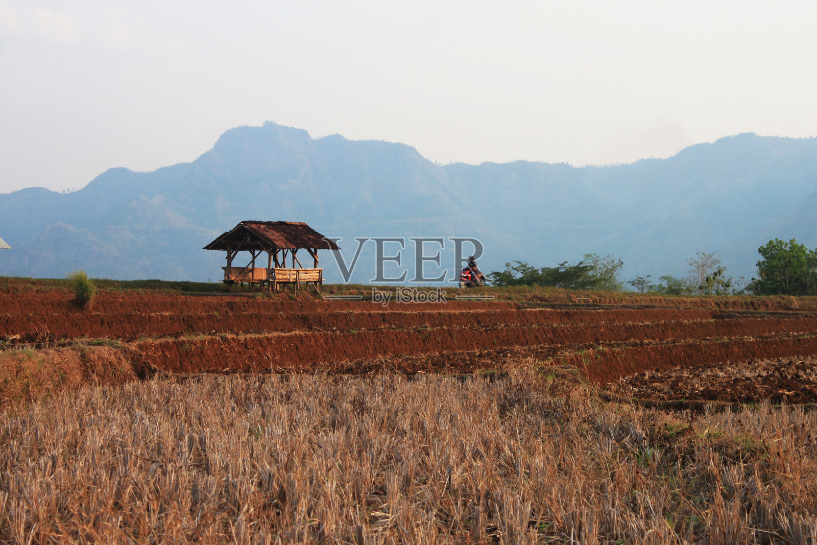 干旱稻田的风景照片照片摄影图片