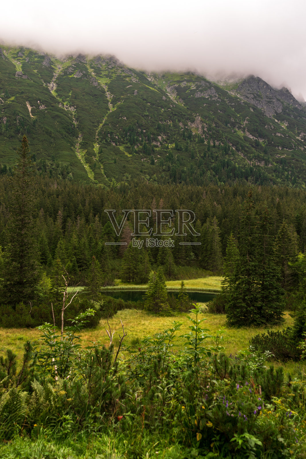 高塔特拉国家公园的山地风景，阴云密布的天气下，黑暗的云杉森林。照片摄影图片