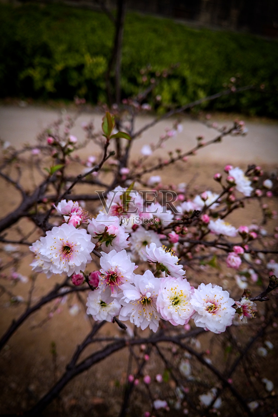 梅花特写照片摄影图片
