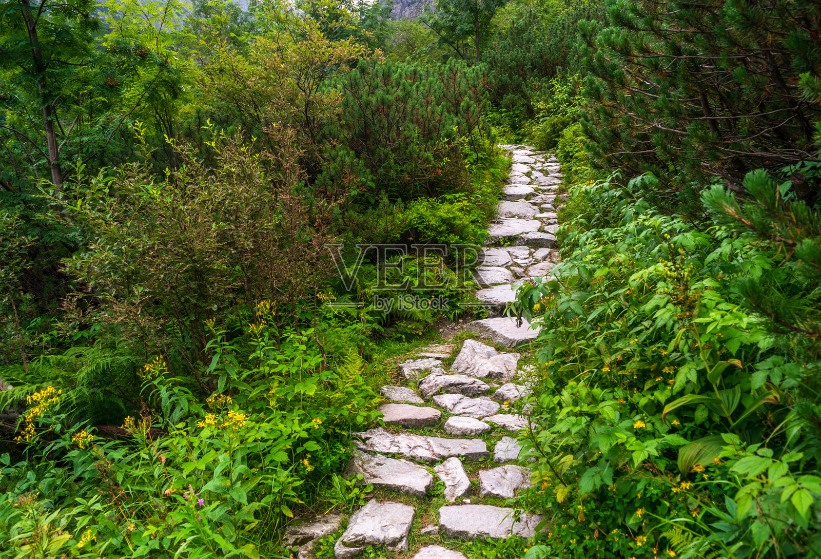 山间小径，森林中的石头小路，徒步旅行，沿途布满石头照片摄影图片