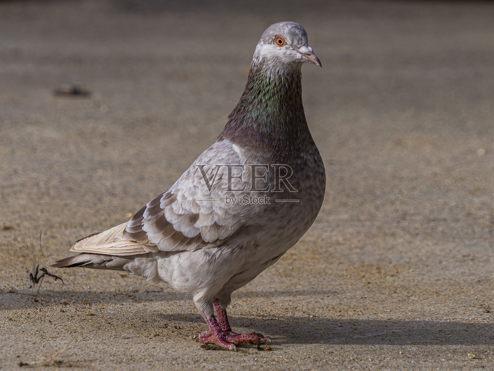 鸽子照片摄影图片