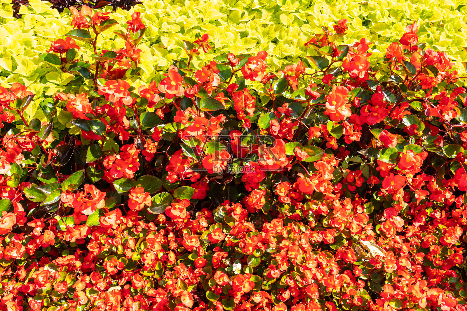 秋海棠花纹理背景，街道花坛图案，夏季街道上的盛开植物照片摄影图片