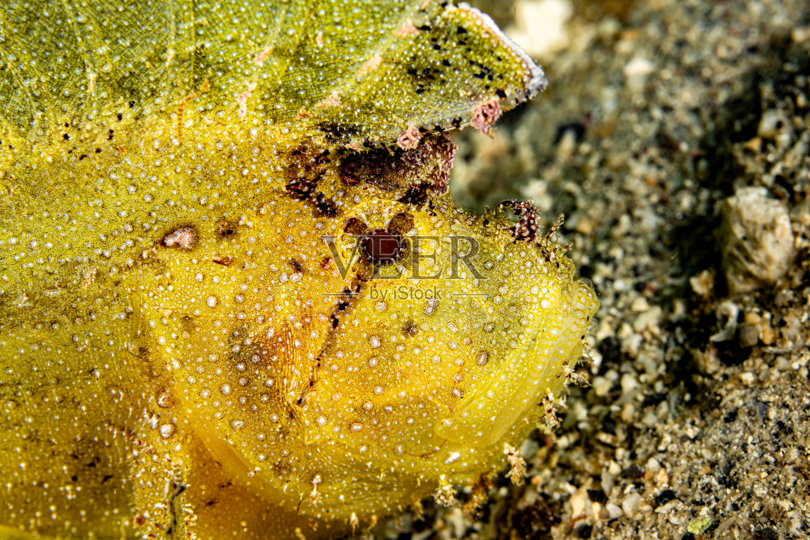 黄叶蝎鱼特写，学名Taenianotus triacanthus，印尼伦贝海峡照片摄影图片