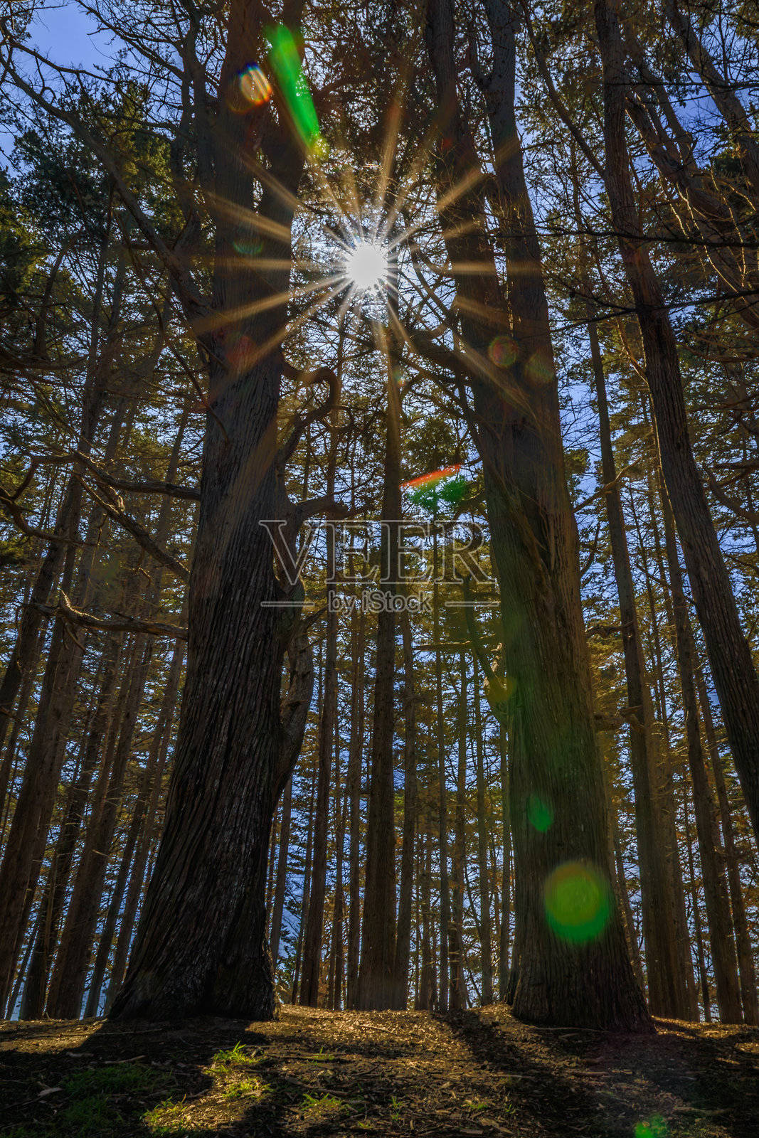加州莫斯比奇的柏树隧道中阳光透过树木洒下的光芒照片摄影图片