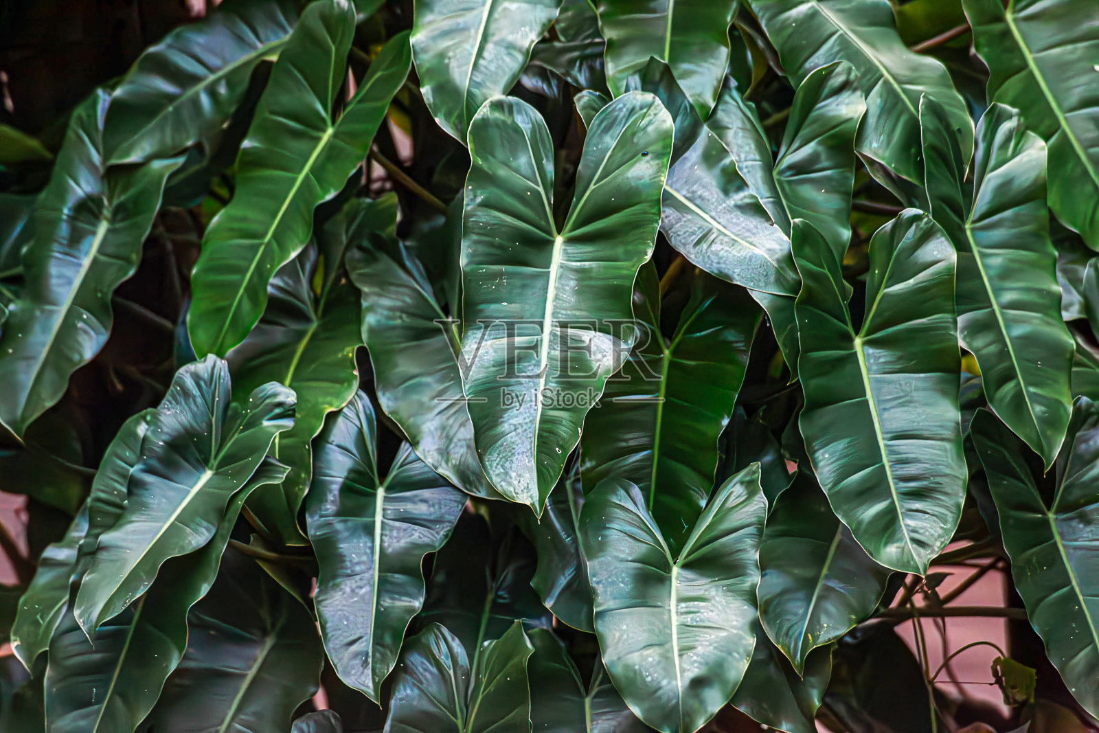 绿叶背景，克拉拉菲洛德伦杂交种照片摄影图片