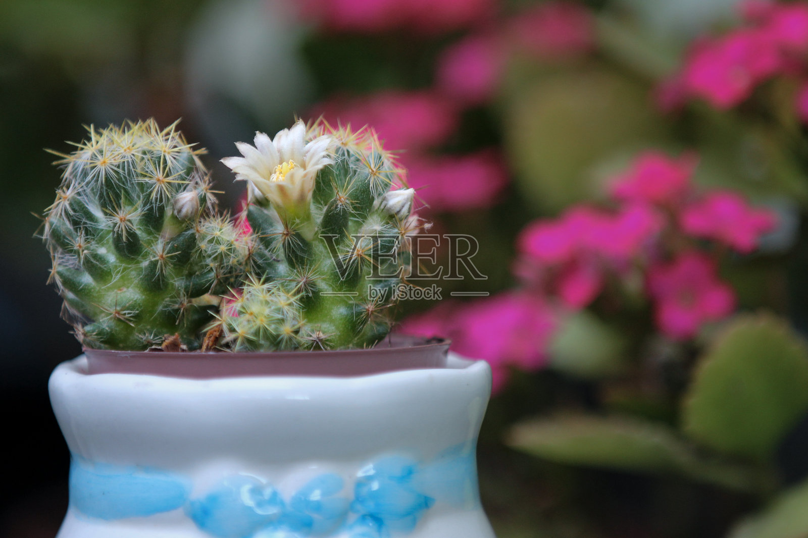 球柱仙人掌照片摄影图片