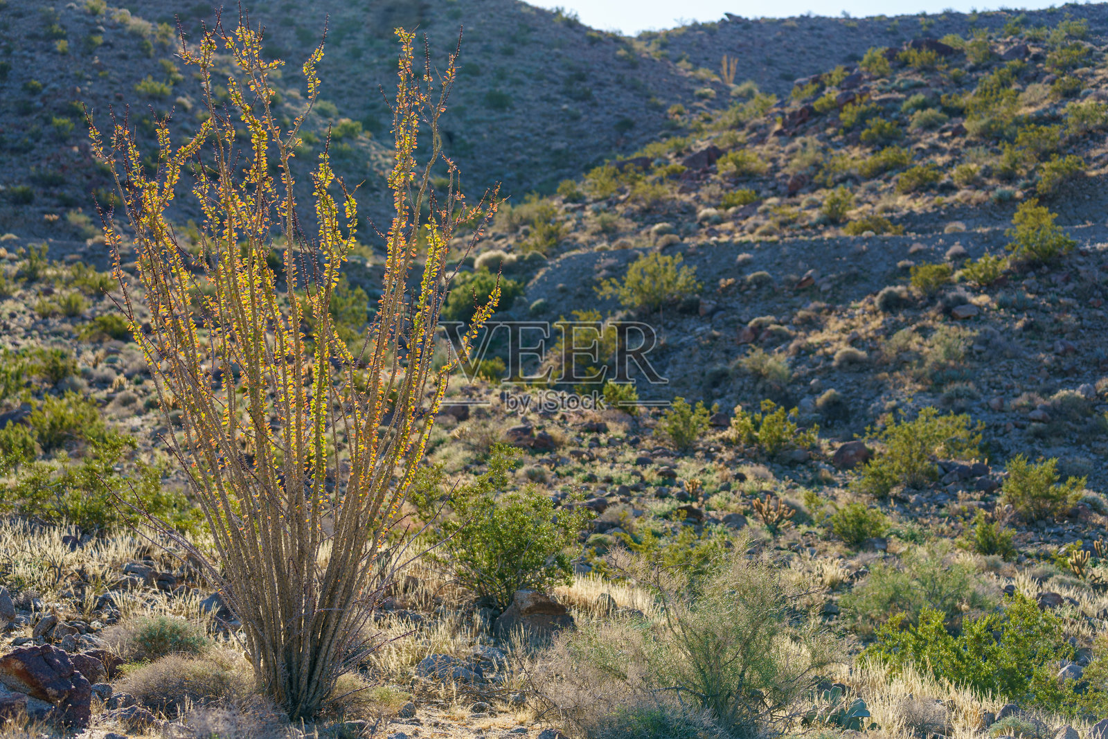 沙漠中的橄榄树植物，留有空白空间照片摄影图片