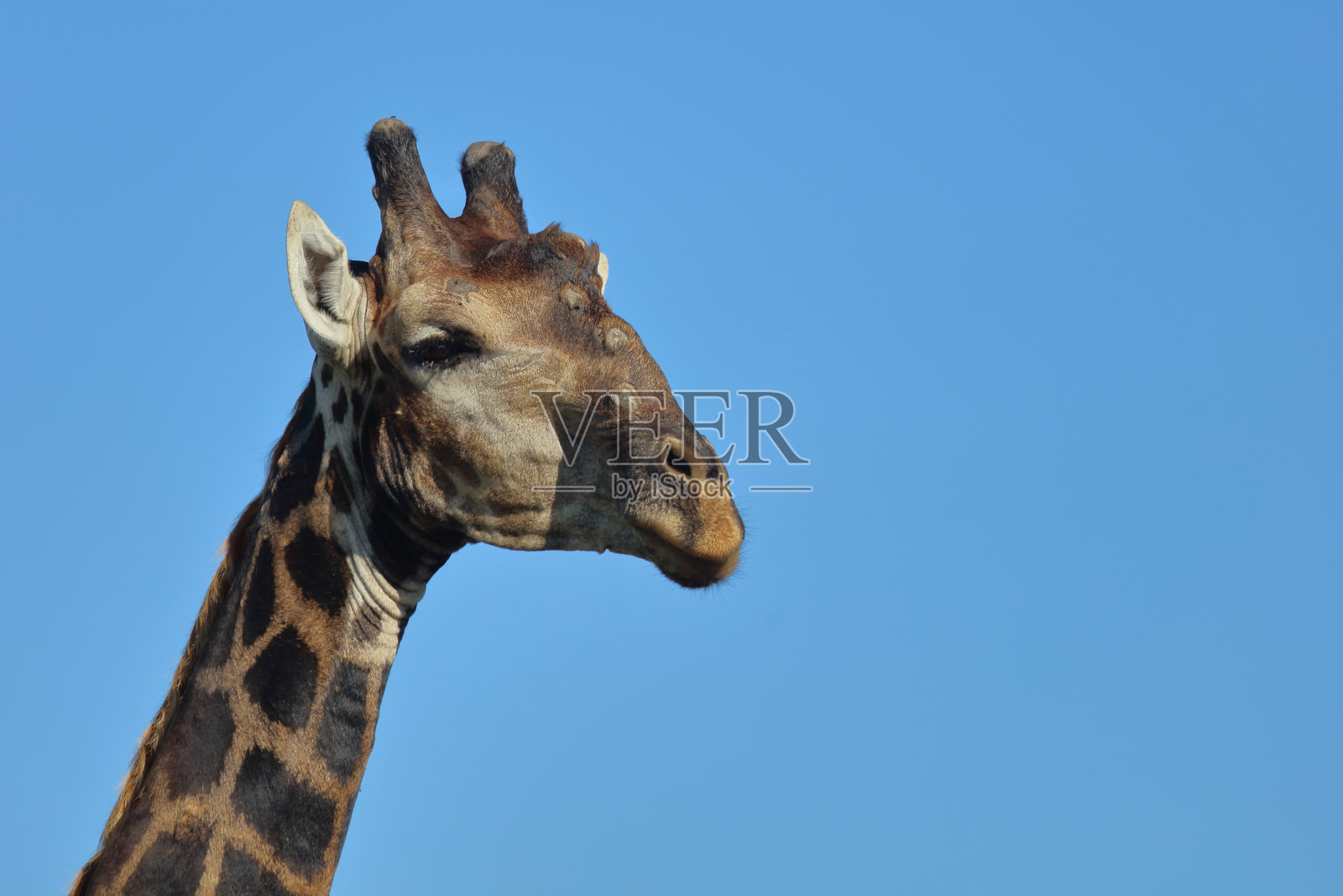长颈鹿 / 长颈鹿 / 长颈鹿照片摄影图片