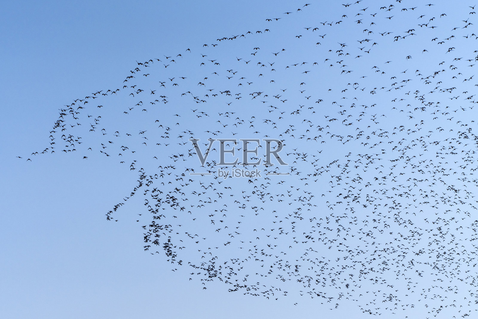 贝加尔鸭群舞照片摄影图片