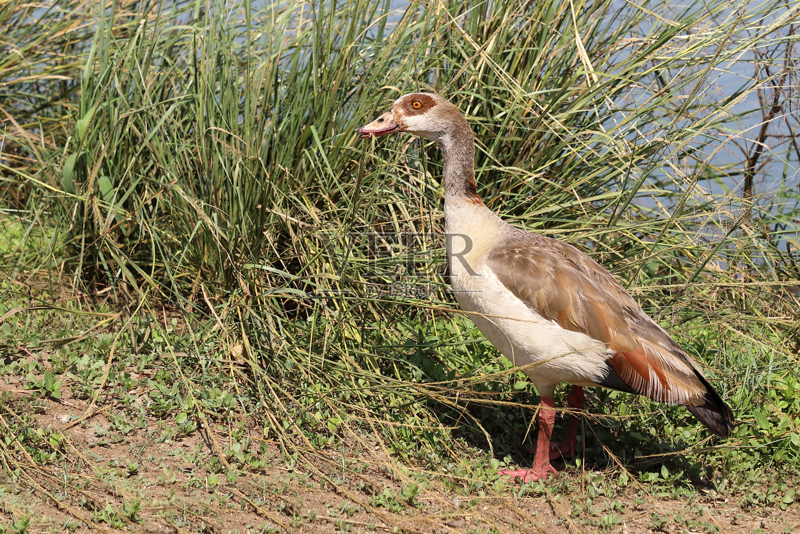 尼尔冈 / 埃及鹅 / 阿洛波琴·埃及亚库斯照片摄影图片