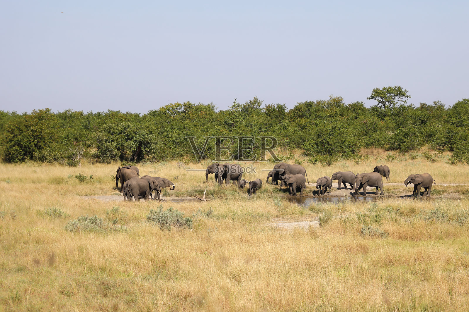 非洲象 / 非洲象 / 非洲象照片摄影图片
