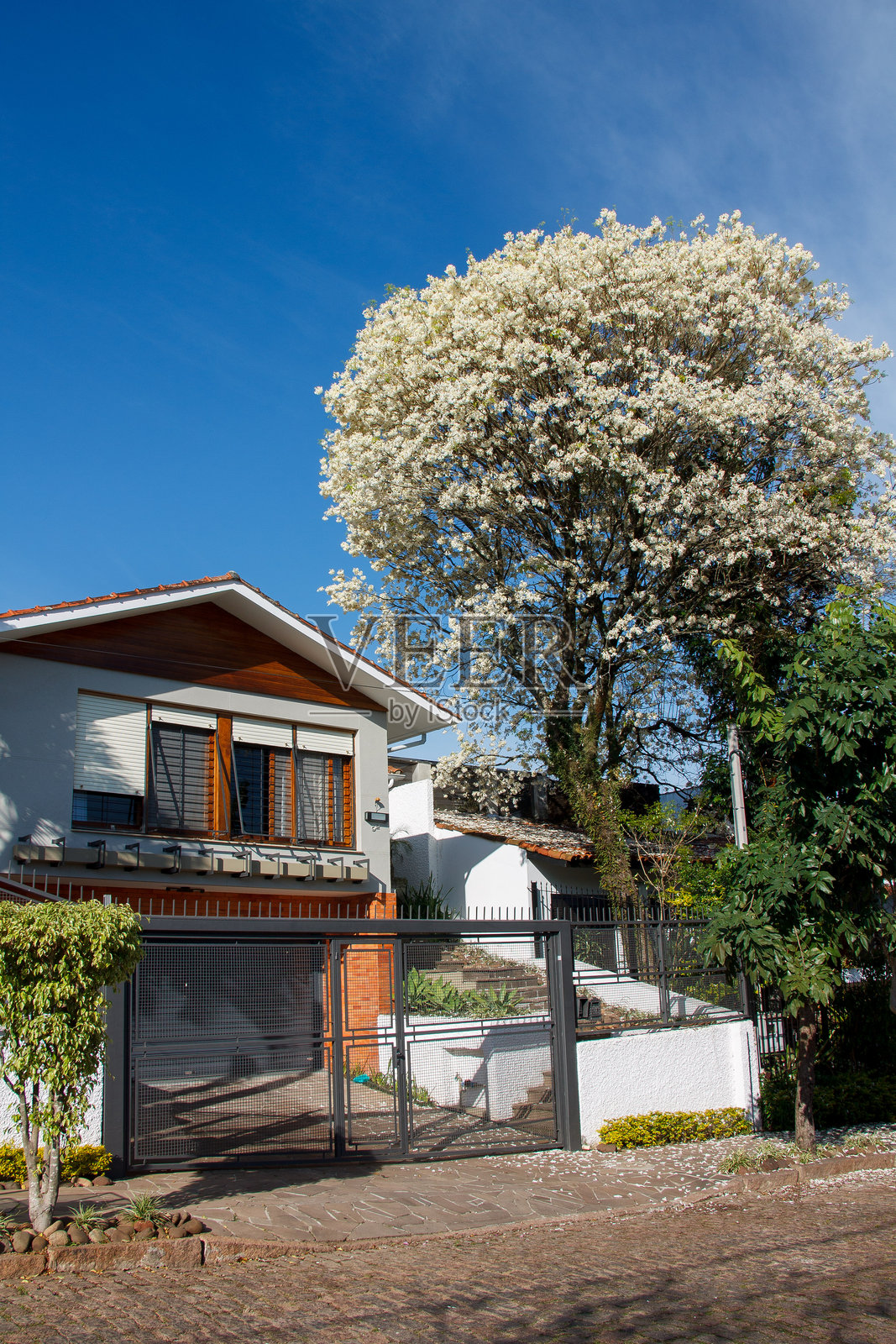 美丽的房屋外立面和一棵盛开的白色伊比树，位于巴西南大河州的阿雷格里港。照片摄影图片