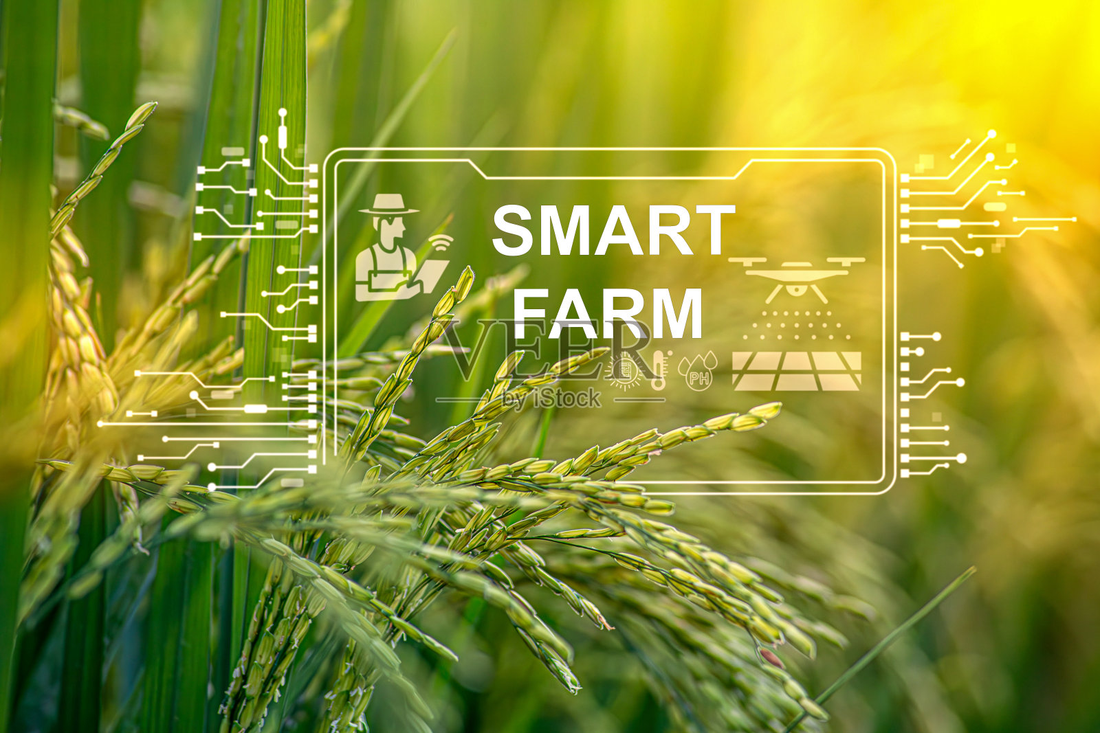 女性农民正在检查她的智能农场粮田。通过平板电脑发送数据到云端，进行土壤植物质量的分析与控制，体现智能数字农业。照片摄影图片