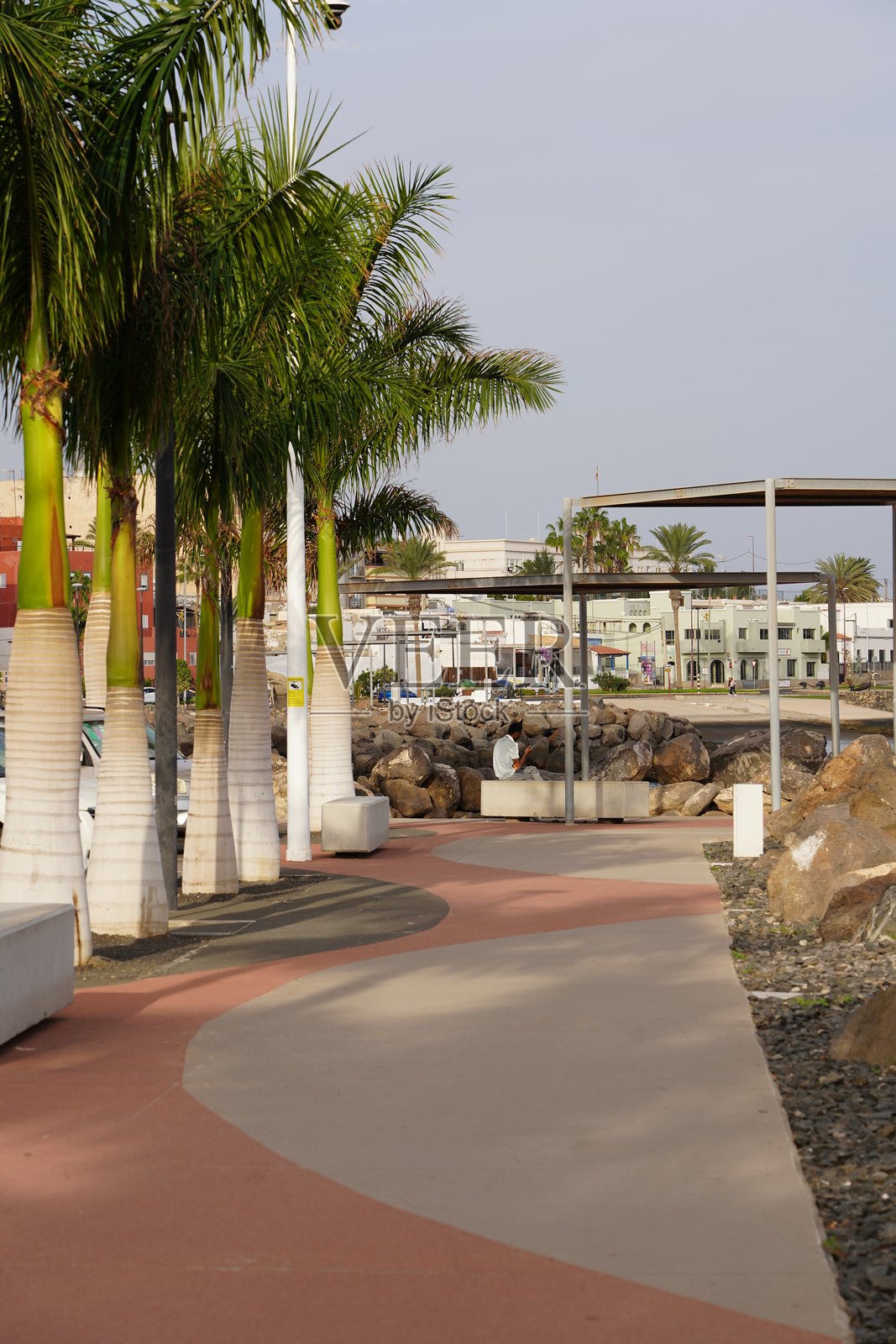 城市中的棕榈树。道路旁的棕榈树。加那利群岛上的棕榈树。街道旁的棕榈树。照片摄影图片