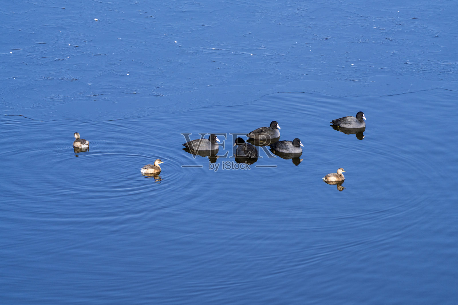 水鸟家庭在河上游泳照片摄影图片