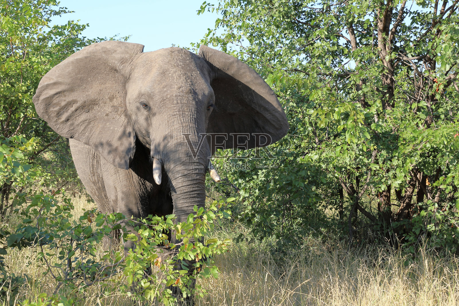 非洲象 / 非洲象 / 非洲象 (Loxodonta africana)照片摄影图片