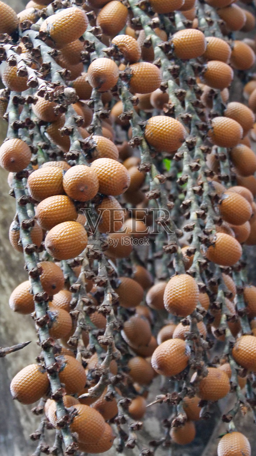 垂直图像展示了悬挂在毛利提棕榈（Mauritia flexuosa）上的棕色毛利提果实，这种棕榈树也被称为摩里奇棕榈、伊特棕榈、伊塔、毛利提、穆里提、米里提、卡南古乔、阿乔或阿瓜赫。它生长在热带南美洲的沼泽和其他湿润地区。照片摄影图片