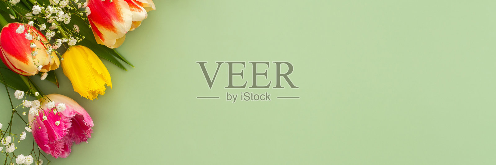 春天的背景，郁金香和满天星花照片摄影图片