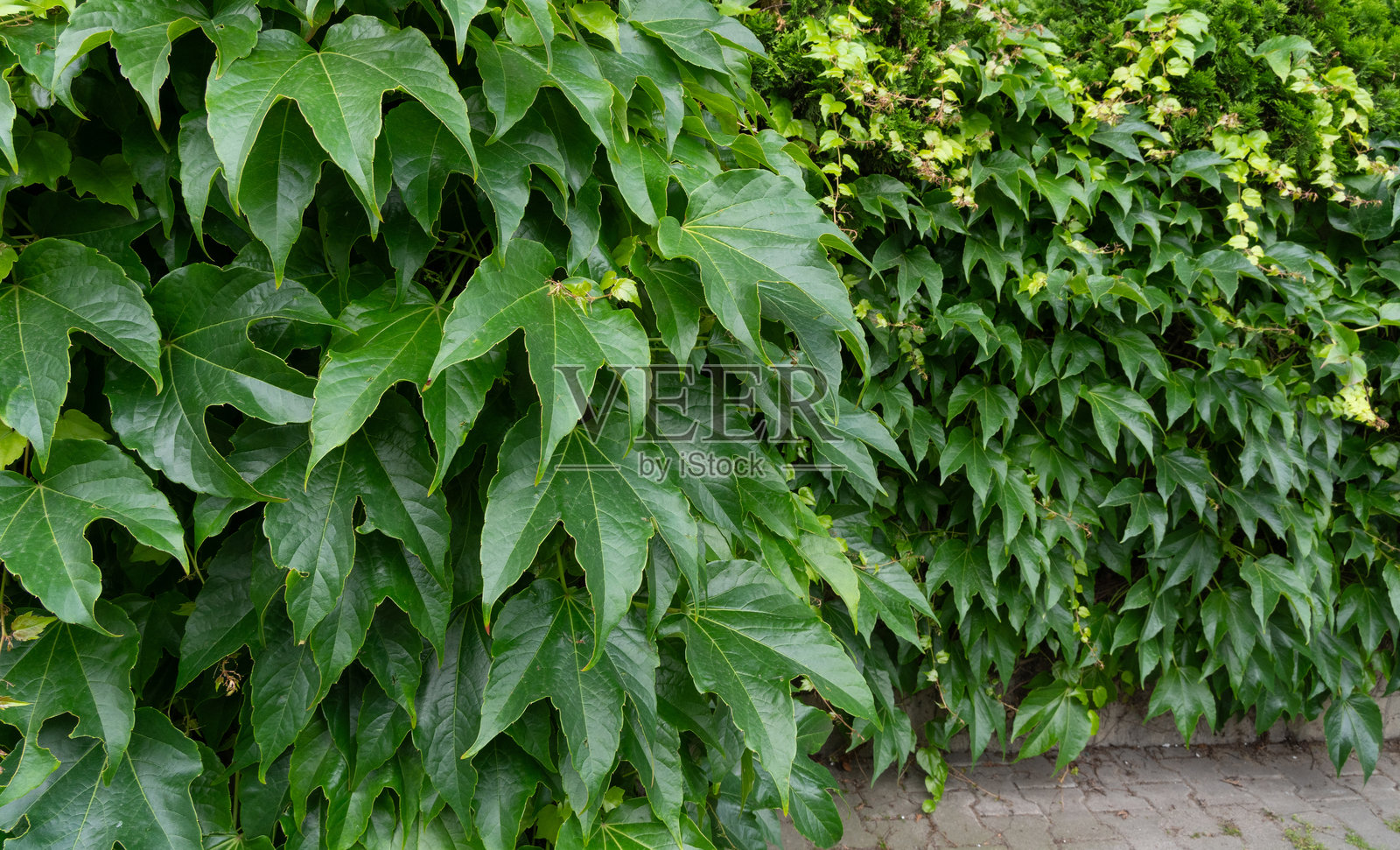 常春藤绿色篱笆，弗吉尼亚爬山虎叶子墙面图案，郁郁葱葱的维多利亚常春藤纹理照片摄影图片