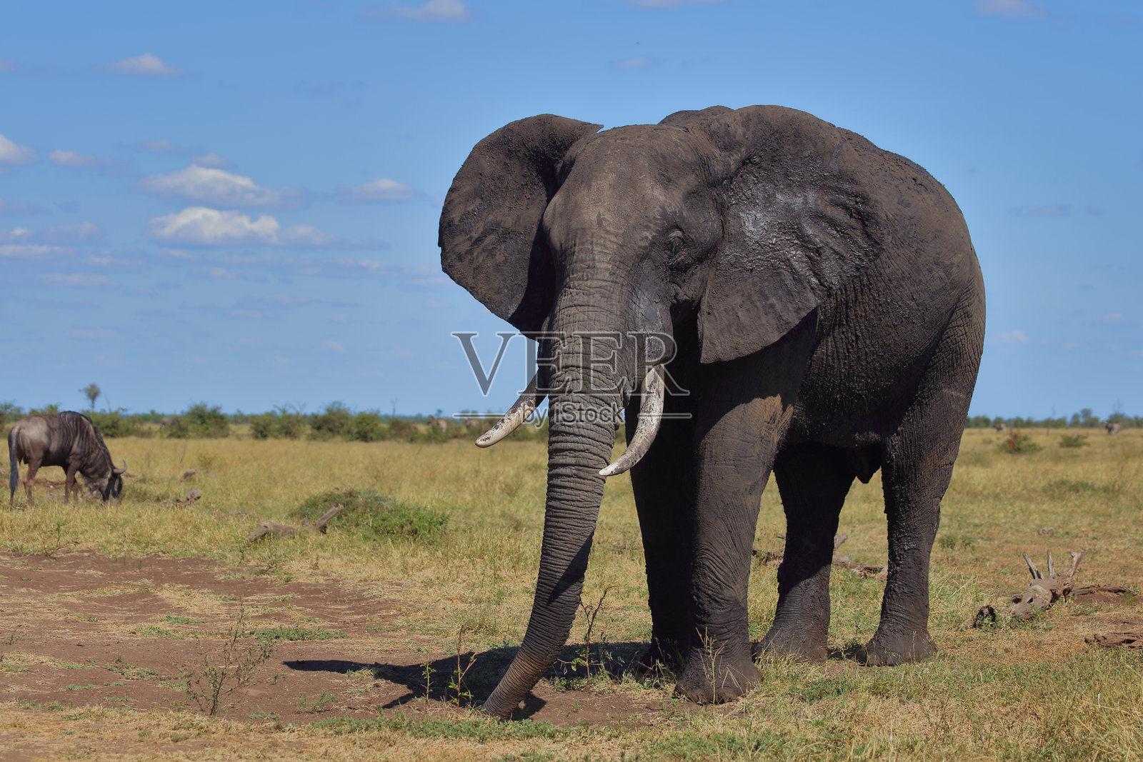 非洲象 / 非洲象 / 非洲象照片摄影图片