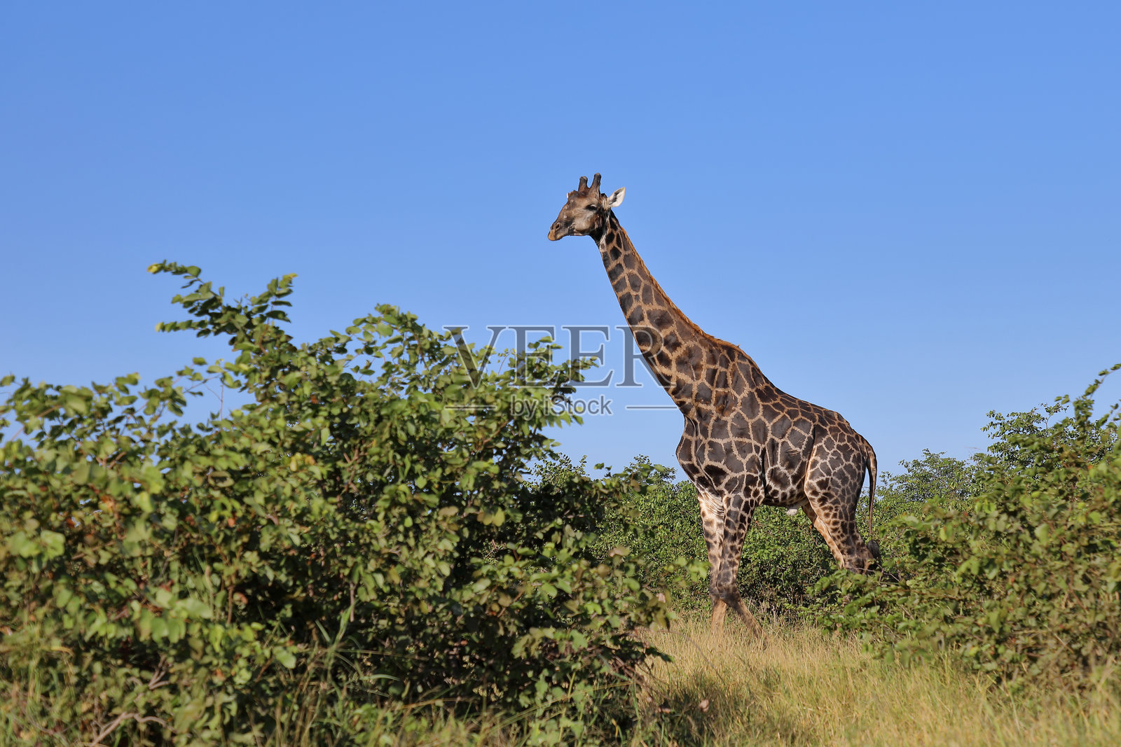 长颈鹿 / 长颈鹿 / 长颈鹿照片摄影图片