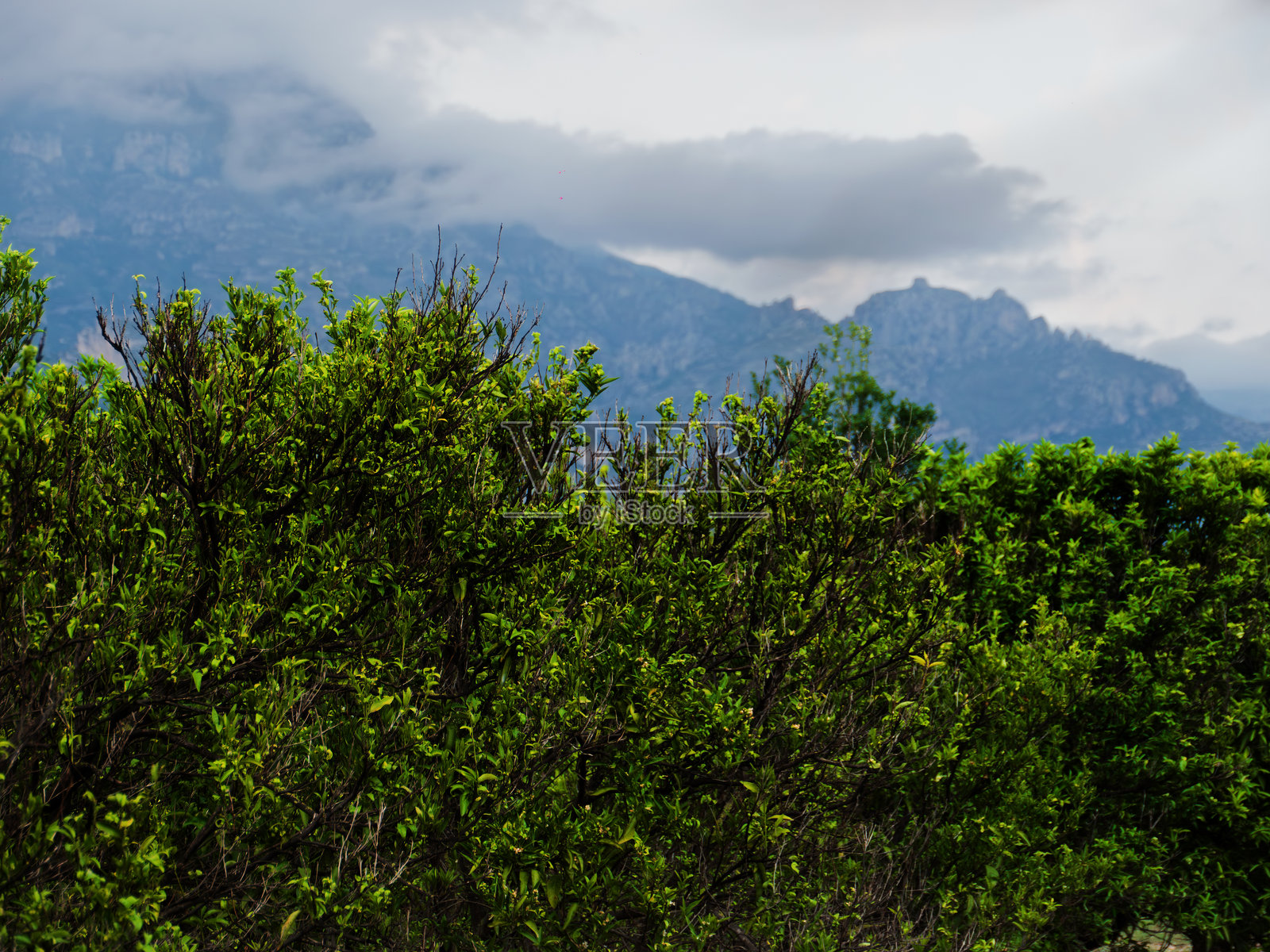 被郁郁葱葱的绿植和山脉环绕的橄榄树照片摄影图片