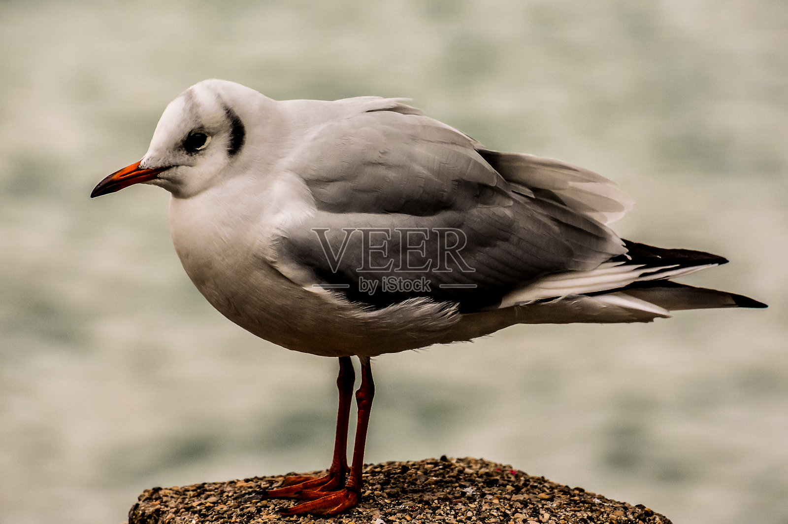 一只海鸥站在水边的岩石上照片摄影图片