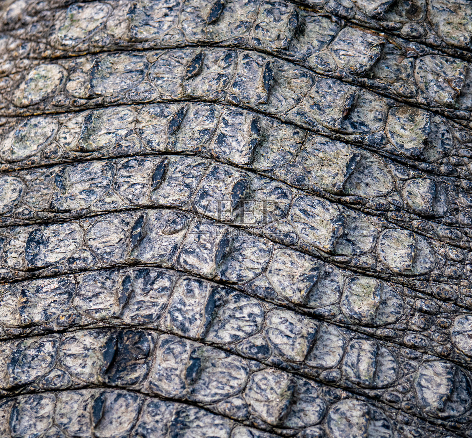 鳄鱼皮照片摄影图片