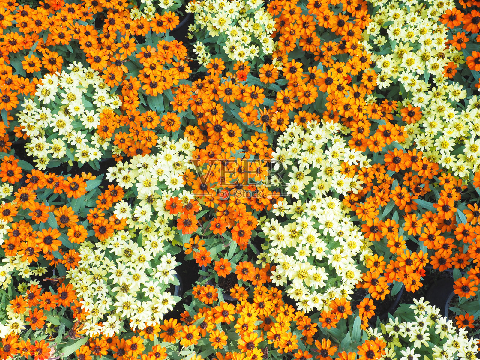 特写的橙白色百日草花照片摄影图片