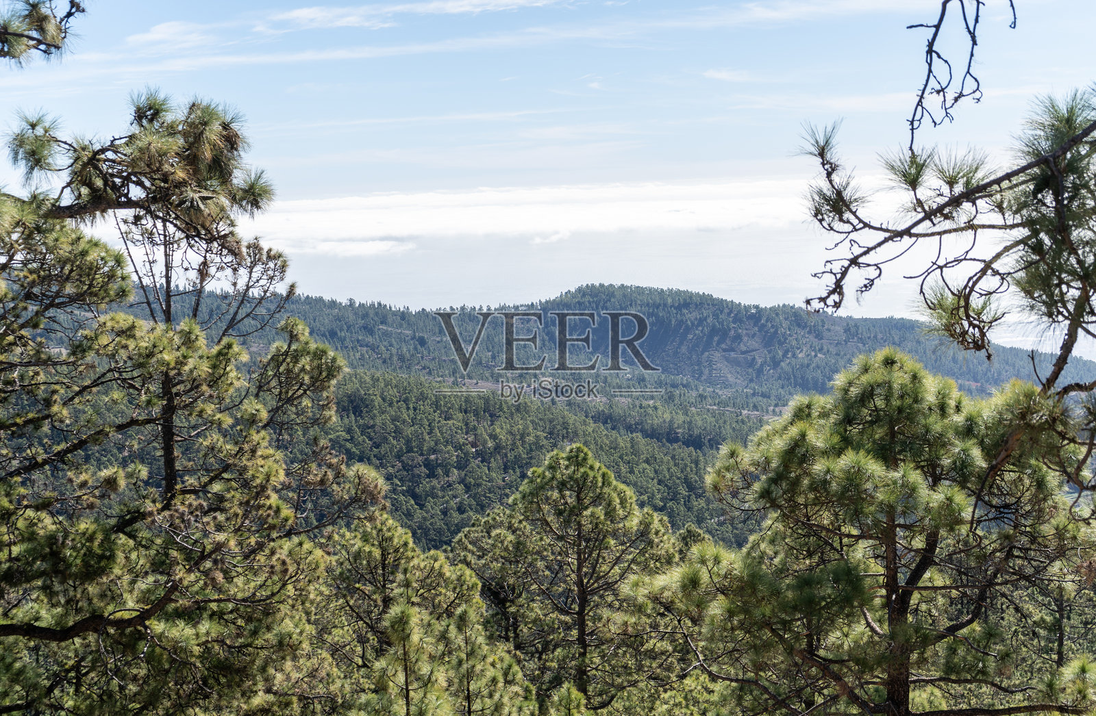金丝雀松林在起伏的山丘上，明亮的蓝天，远处地平线有云层，郁郁葱葱的绿色植被照片摄影图片