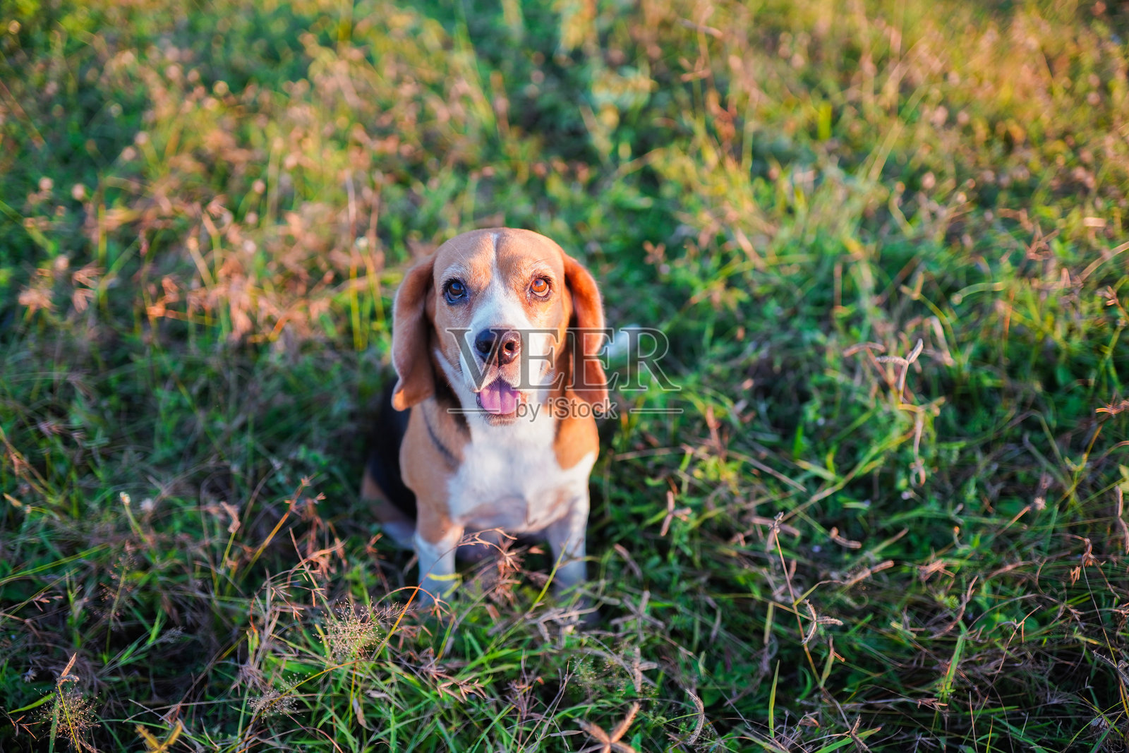 一只可爱的比格犬坐在绿色草地上照片摄影图片
