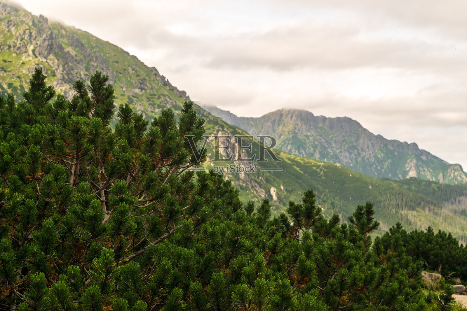 高塔特拉国家公园的山地风景，阴云密布的天气下，黑暗的云杉森林。照片摄影图片