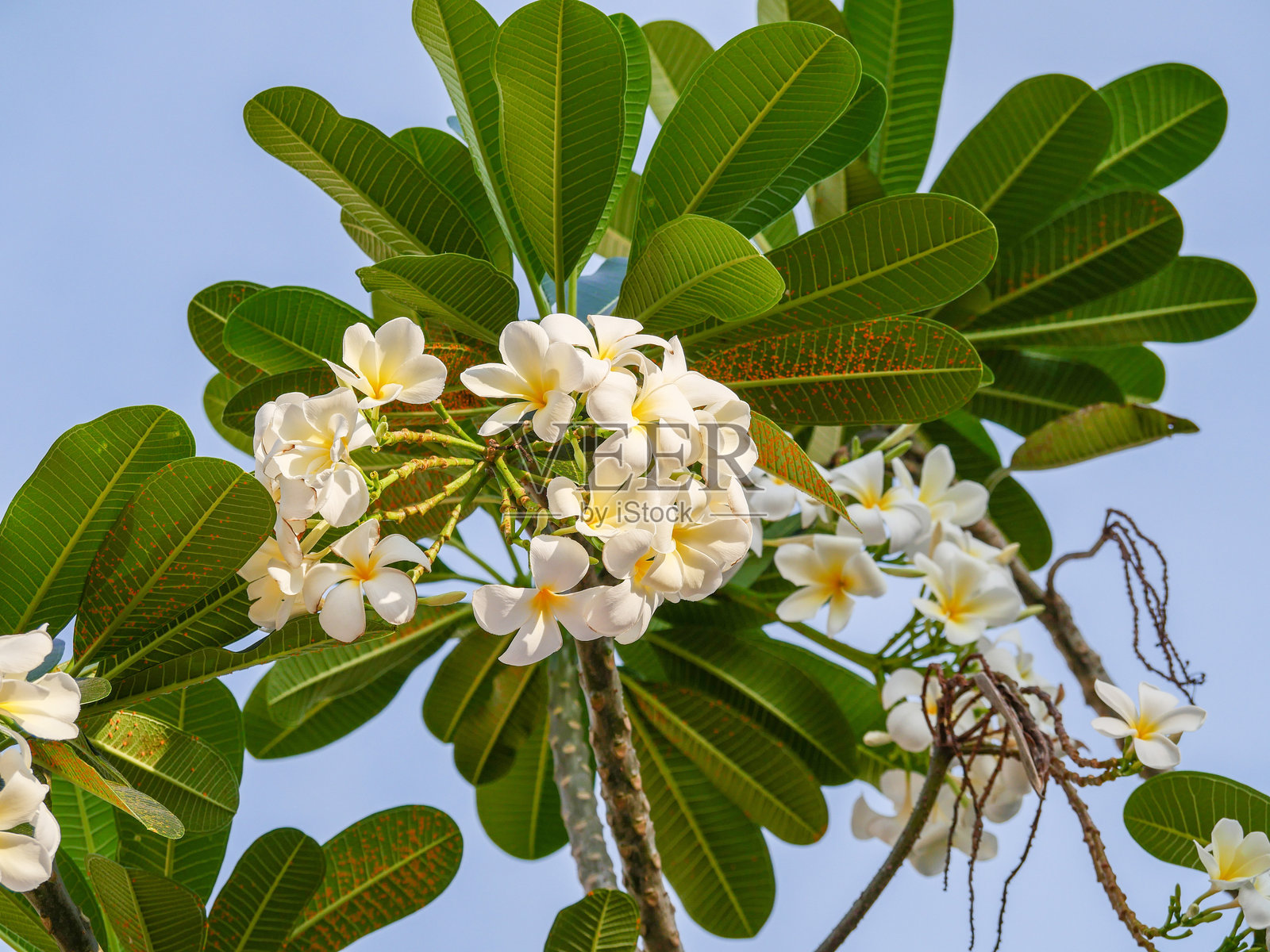 缅栀花照片摄影图片
