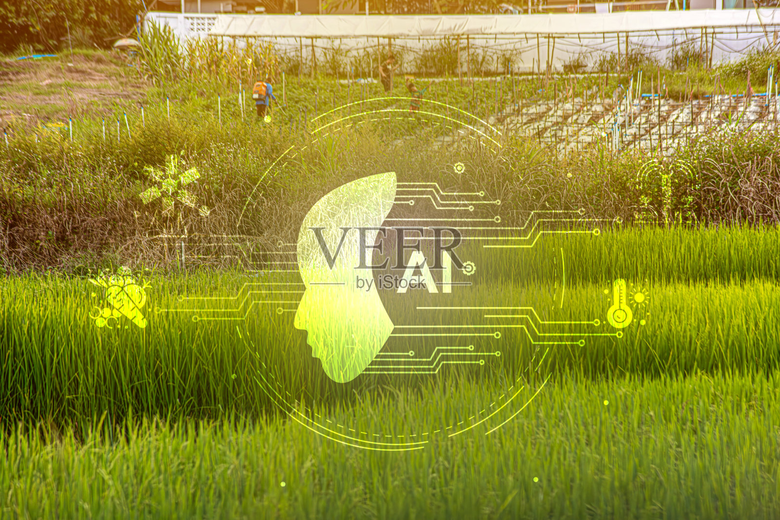 农业科技概念，人工智能系统。一位年轻人在农场上使用平板电脑控制器，运用创新技术进行智能农场系统的工作。照片摄影图片