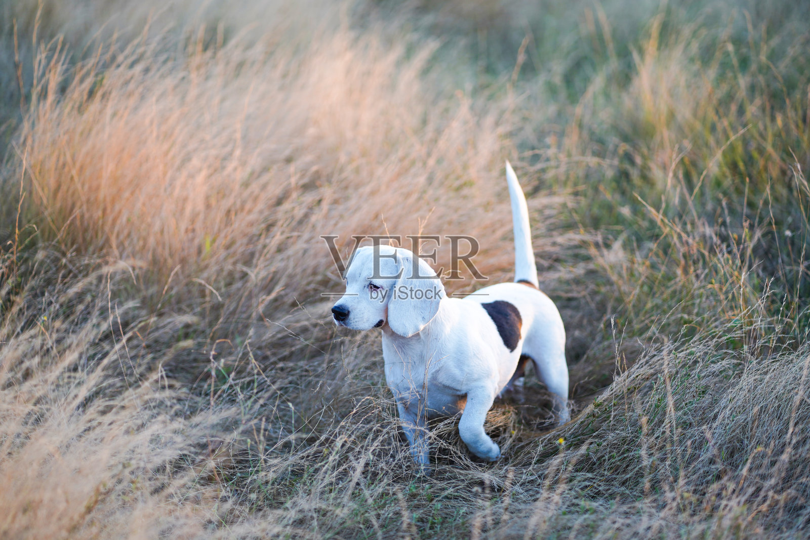 一只可爱的白毛比格犬正在草地上玩耍。照片摄影图片