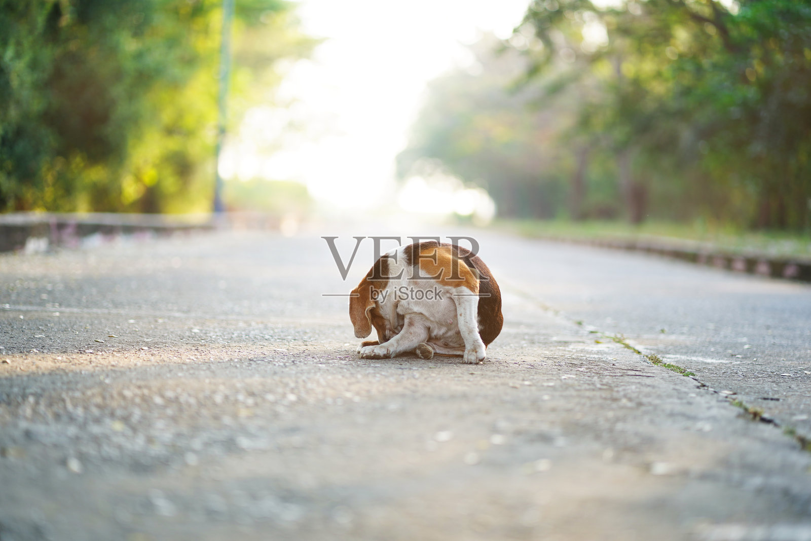 一只可爱的比格犬正在孤独的道路上抓挠自己的身体。照片摄影图片