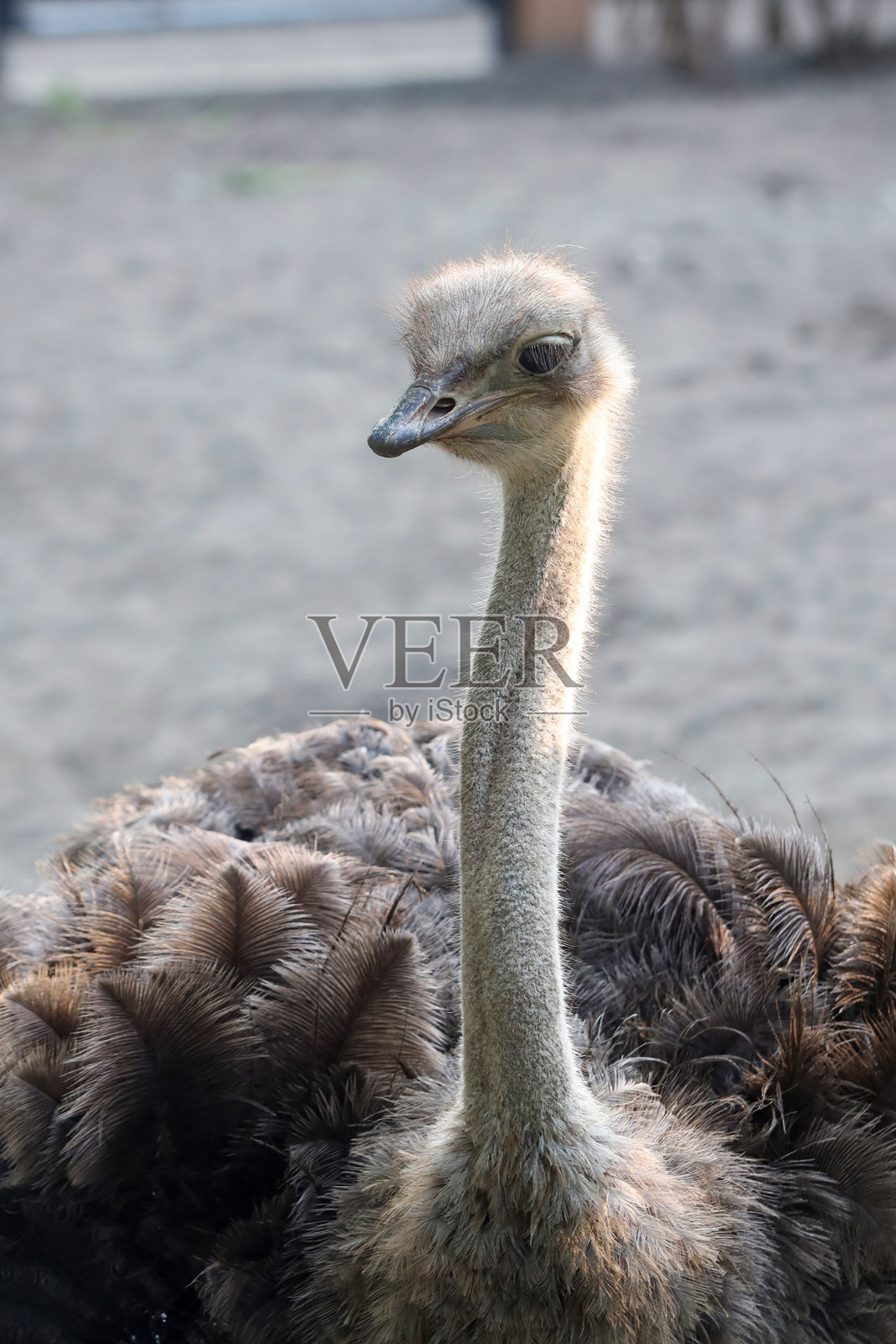 户外围栏中鸵鸟的特写镜头照片摄影图片