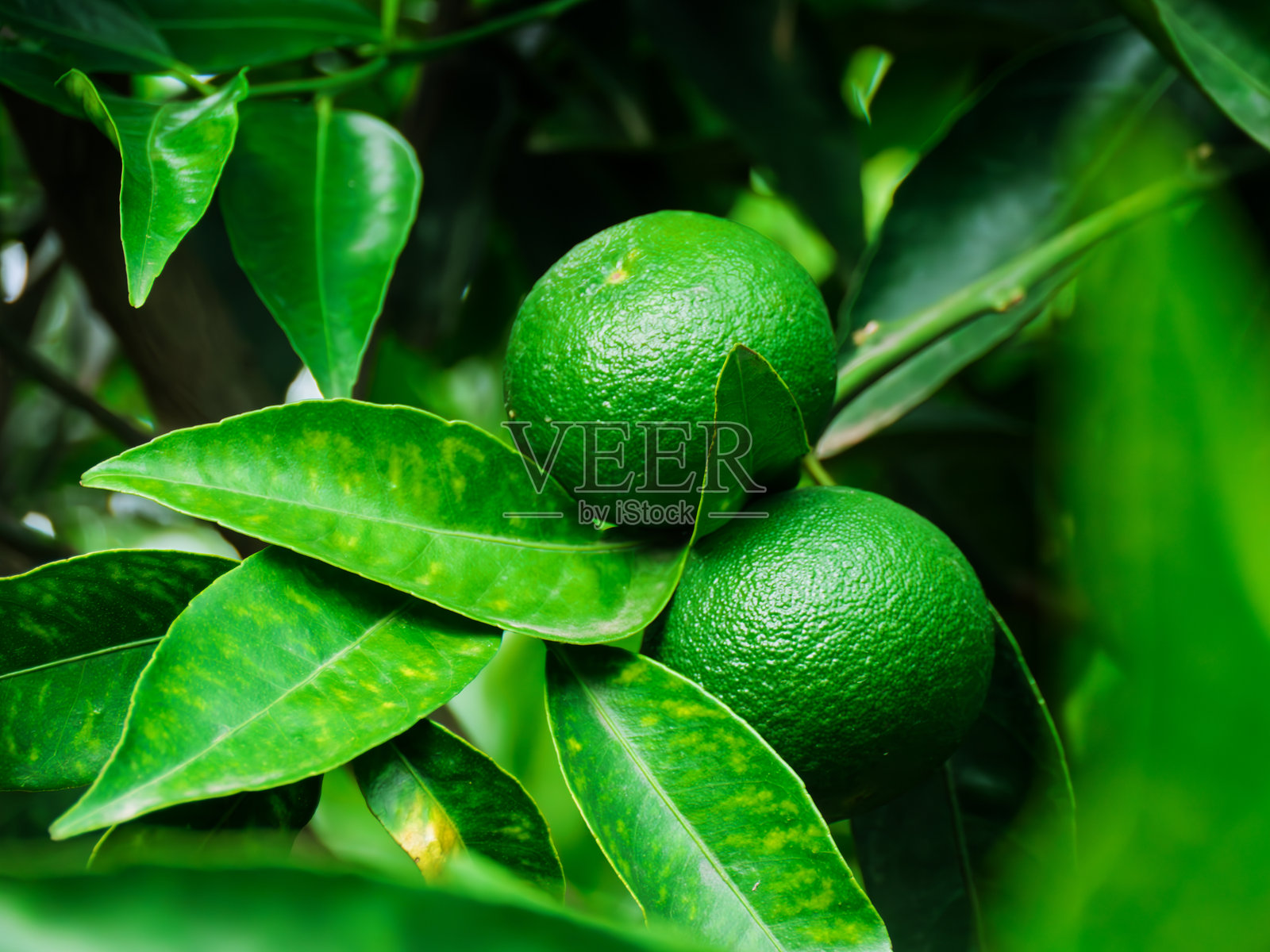 未成熟的橙子挂在郁郁葱葱的绿叶之间照片摄影图片