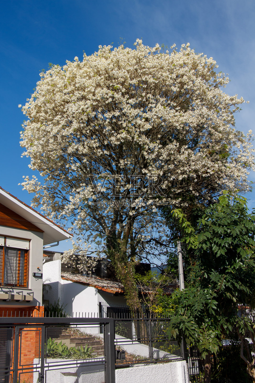 美丽的房屋外立面和一棵盛开的白色伊比树，位于巴西南大河州的阿雷格里港。照片摄影图片