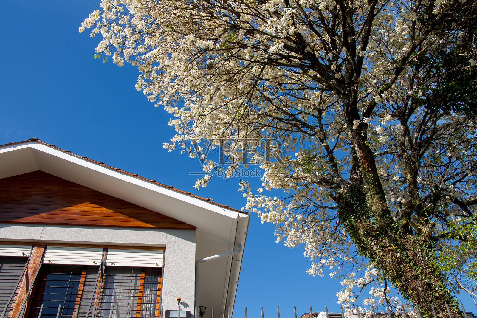 美丽的房屋外立面和一棵盛开的白色伊比树，位于巴西南大河州的阿雷格里港。照片摄影图片