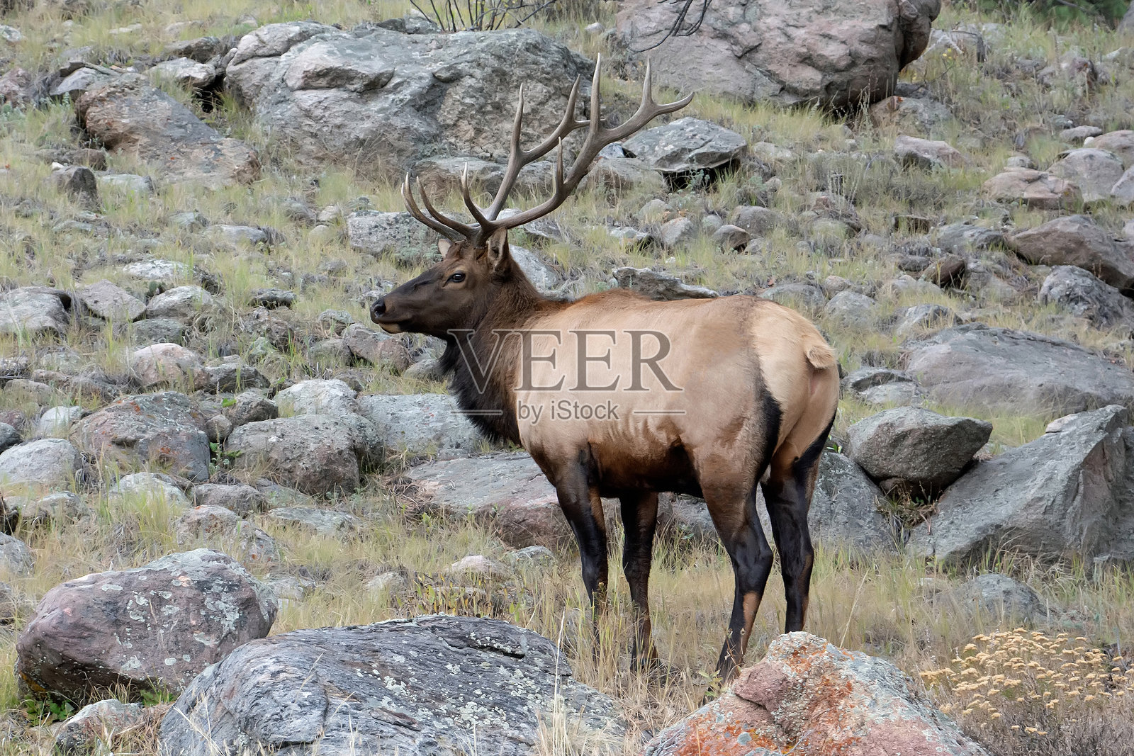 落基山国家公园的落基山麋鹿雄性照片摄影图片