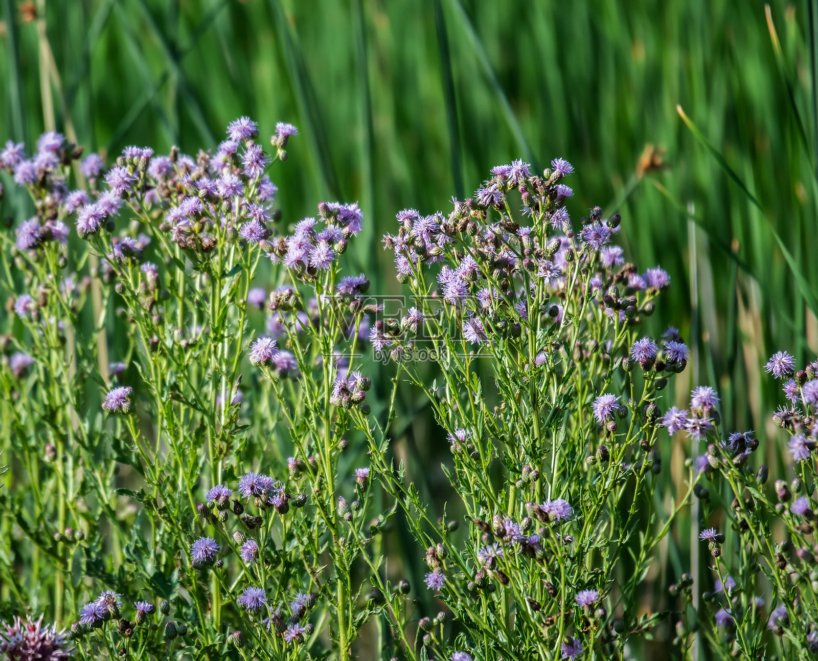 爬行蓟，也称为加拿大蓟和田蓟照片摄影图片