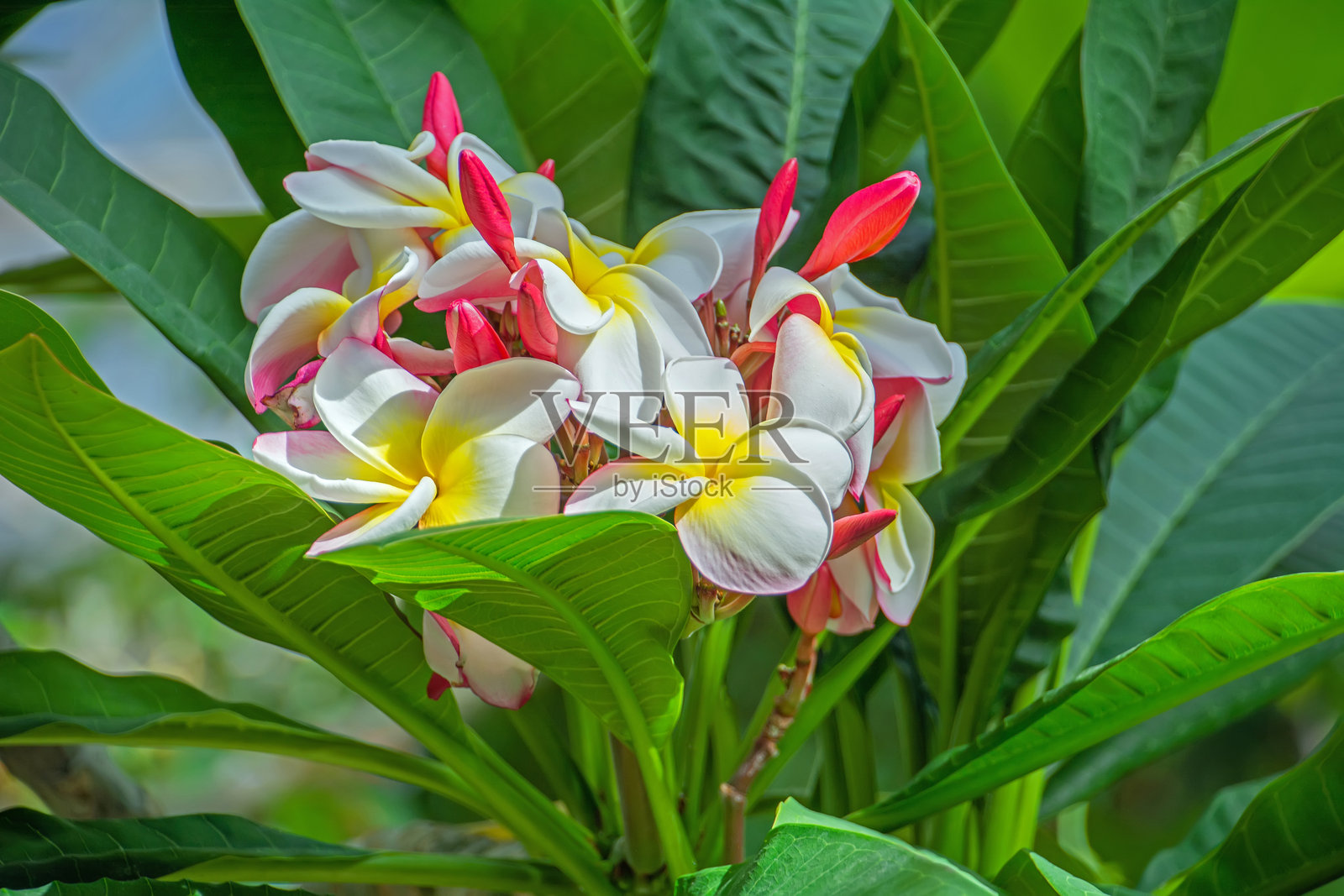 夹竹桃植物，也称为鸡蛋花照片摄影图片