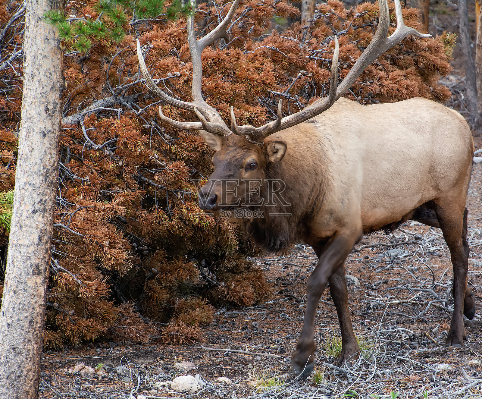 落基山国家公园的落基山麋鹿雄性照片摄影图片